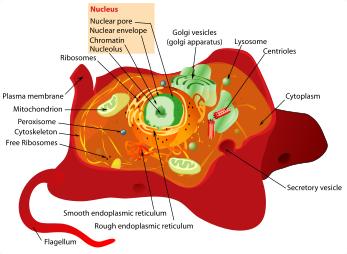 Animal Cell